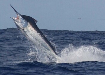 Report: “The first marlin I caught was over 850lb!”